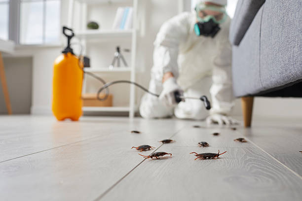 Affordable Termite Control solutions in Opa-locka, FL